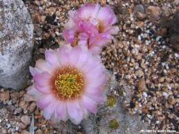 Echinocereus reichenbachii v. albispinum